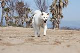 AKITA INU 147